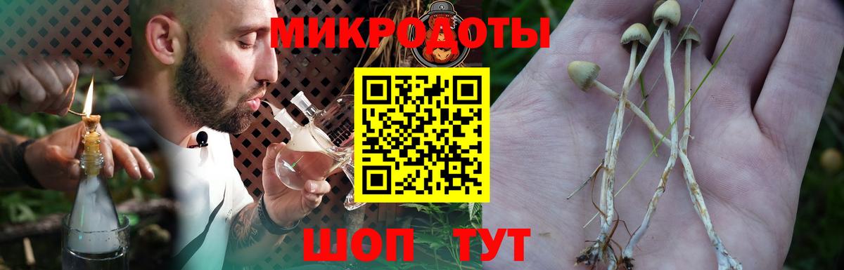 Псилоцибиновые грибы Cubensis Губкин